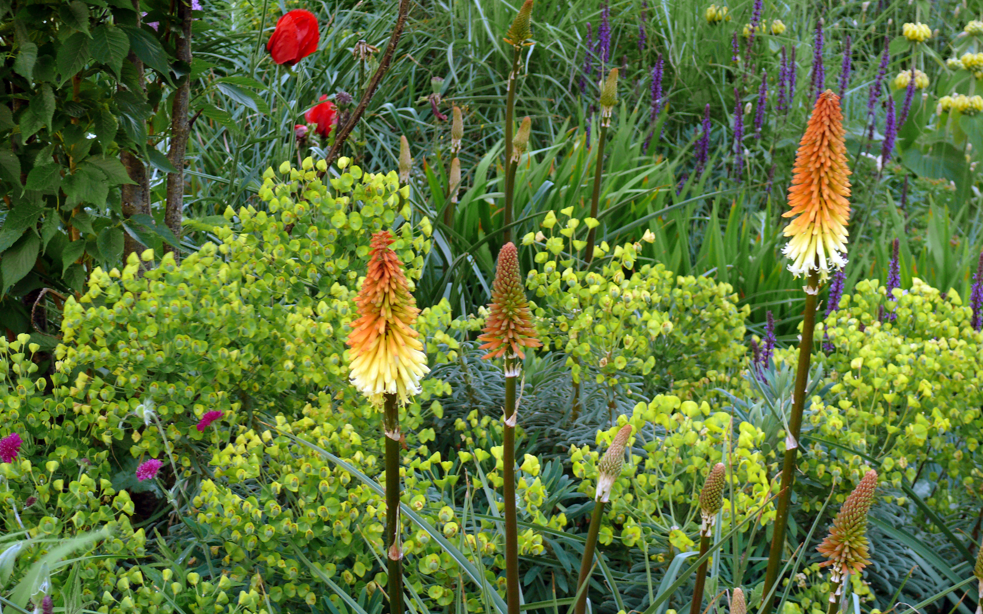 The main planting type across the site are colourful mixtures of grasses and perennials. Kniphofia "Tawney King" and Euphorbia